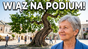 Krzywy wiąz z Szydłowca na podium Europejskiego Drzewa Roku