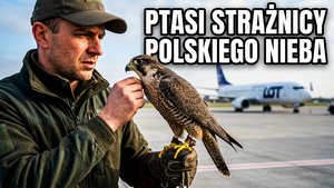 Sokolnicy na lotniskach – niewidzialna tarcza polskiego nieba