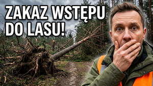 Zakaz wstępu do lasu w Nadleśnictwie Wyszków po nocnej wichurze